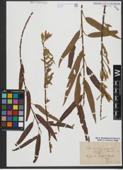 Foto von Salix triandra L. x Salix viminalis L.